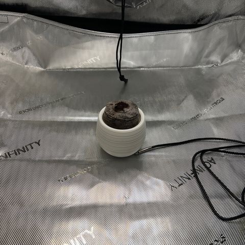 Do Si Dos Auto growlog photo