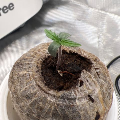 Do Si Dos Auto growlog photo