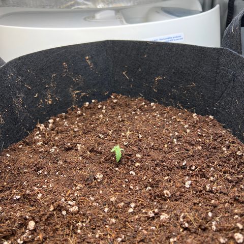 Do Si Dos Auto growlog photo