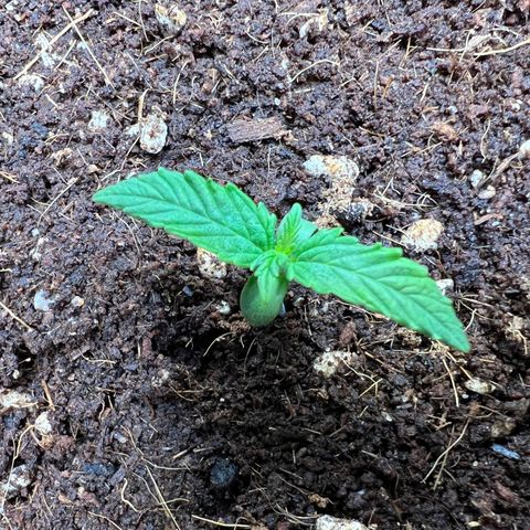 Do Si Dos Auto growlog photo