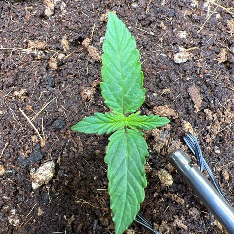Do Si Dos Auto growlog photo