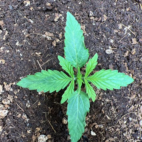 Do Si Dos Auto growlog timeline photo