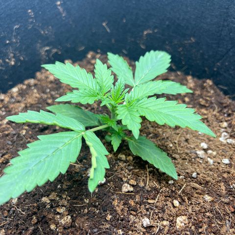 Do Si Dos Auto growlog timeline photo