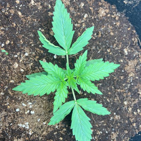 Do Si Dos Auto growlog timeline photo