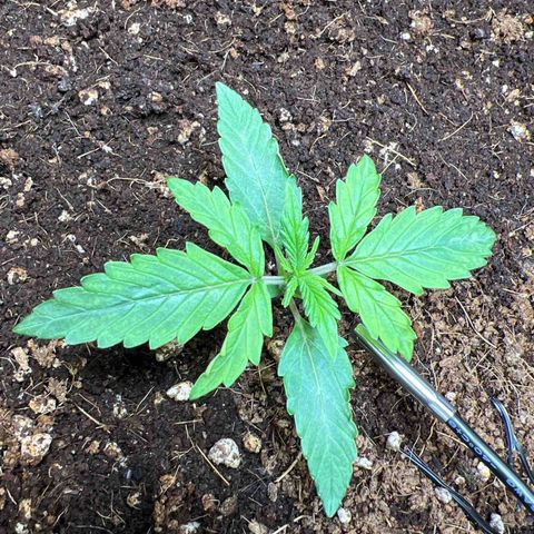 Do Si Dos Auto growlog timeline photo