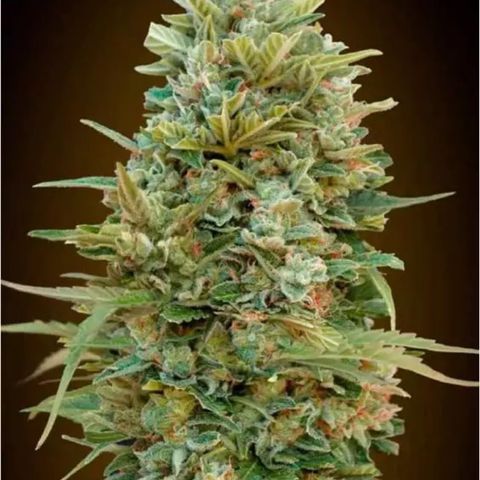 Do Si Dos Auto growlog timeline photo