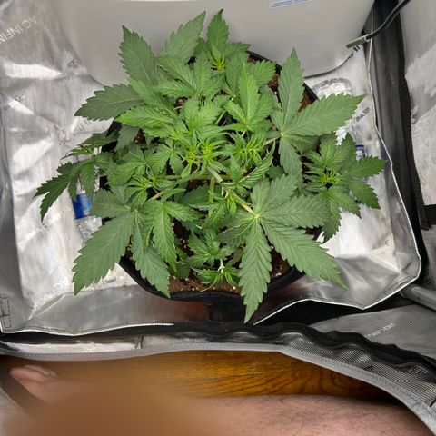 Do Si Dos Auto growlog photo: Defoliated and more LST