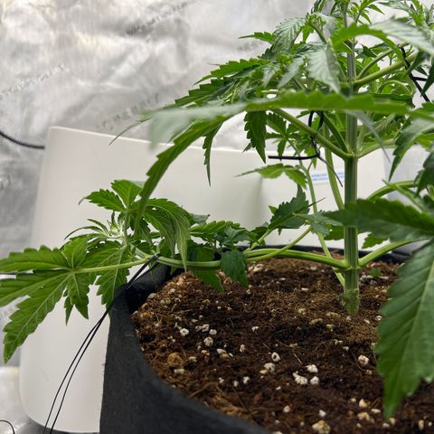 Do Si Dos Auto growlog photo: Defoliated and more LST