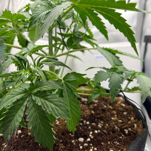 Do Si Dos Auto growlog photo: Defoliated and more LST