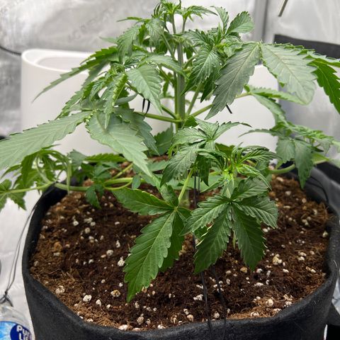 Do Si Dos Auto growlog photo: Defoliated and more LST