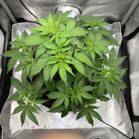 Do Si Dos Auto growlog photo: Leaf edges curling. Elevated light. Adjusted PPFD and DLI to right below upper range