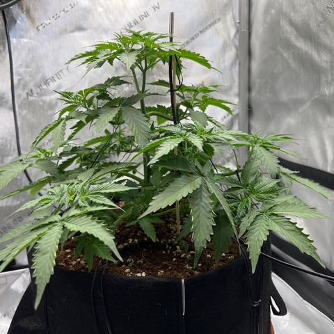 Do Si Dos Auto growlog photo: Leaf edges curling. Elevated light. Adjusted PPFD and DLI to right below upper range