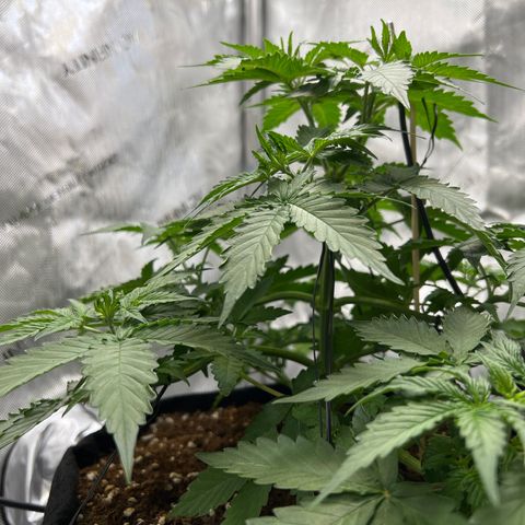 Do Si Dos Auto growlog photo: Leaf edges curling. Elevated light. Adjusted PPFD and DLI to right below upper range