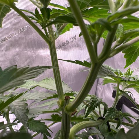 Do Si Dos Auto growlog photo: Leaf edges curling. Elevated light. Adjusted PPFD and DLI to right below upper range