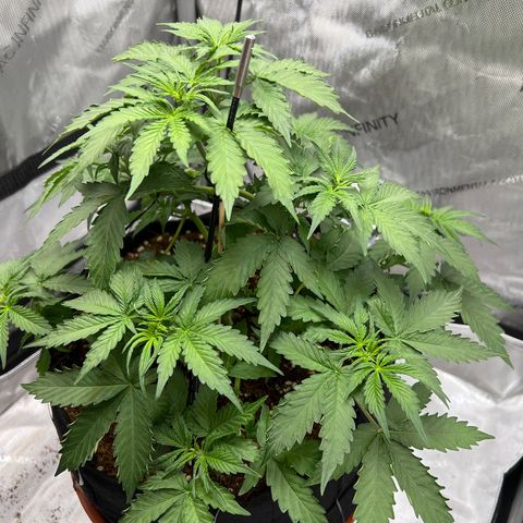 Do Si Dos Auto growlog photo: Leaf edges curling. Elevated light. Adjusted PPFD and DLI to right below upper range
