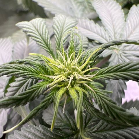 Do Si Dos Auto growlog timeline photo