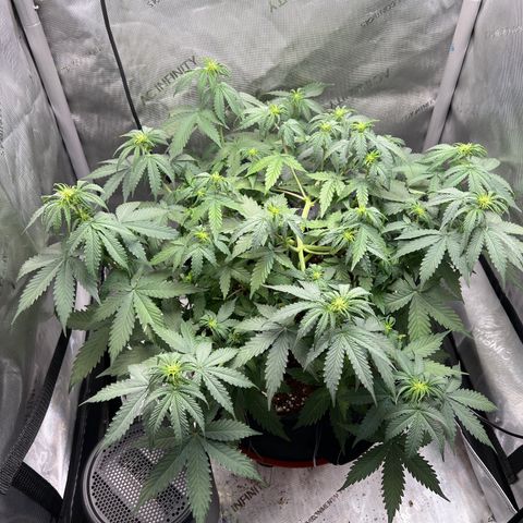 Do Si Dos Auto growlog timeline photo