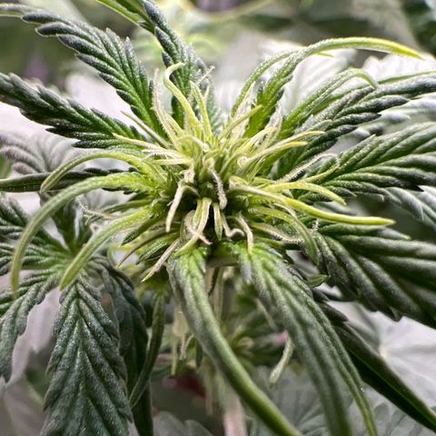 Do Si Dos Auto growlog timeline photo