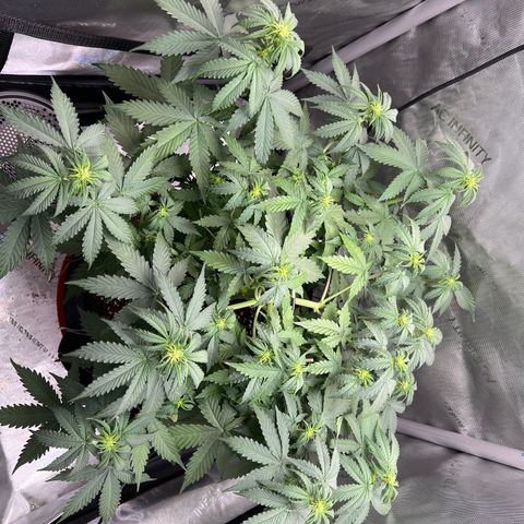Do Si Dos Auto growlog timeline photo