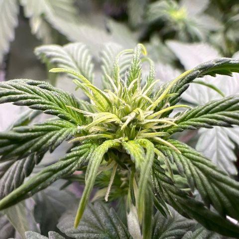 Do Si Dos Auto growlog timeline photo