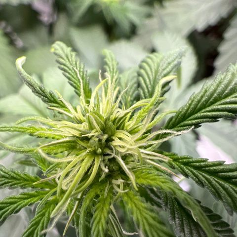 Do Si Dos Auto growlog timeline photo