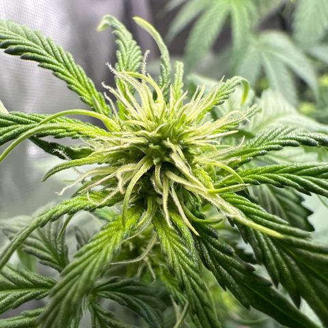 Do Si Dos Auto growlog timeline photo