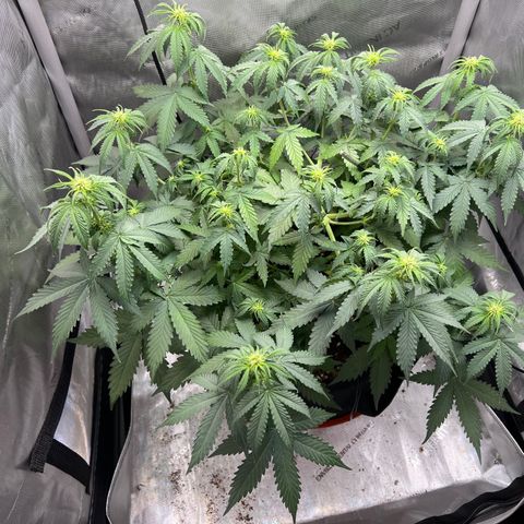 Do Si Dos Auto growlog timeline photo