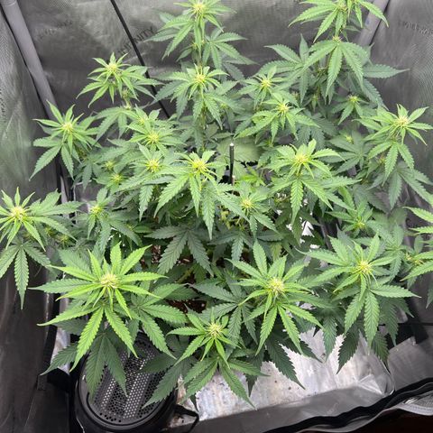 Do Si Dos Auto growlog timeline photo