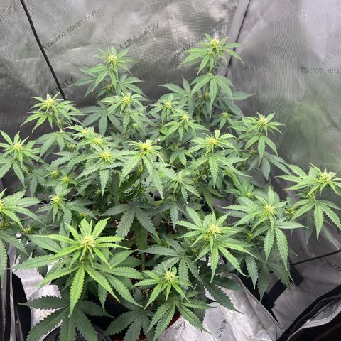 Do Si Dos Auto growlog timeline photo