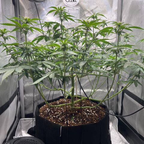Do Si Dos Auto growlog timeline photo
