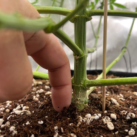 Do Si Dos Auto growlog timeline photo
