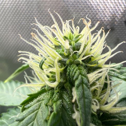 Do Si Dos Auto growlog timeline photo