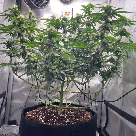Do Si Dos Auto growlog timeline photo