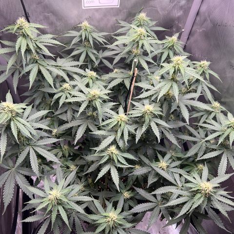 Do Si Dos Auto growlog timeline photo