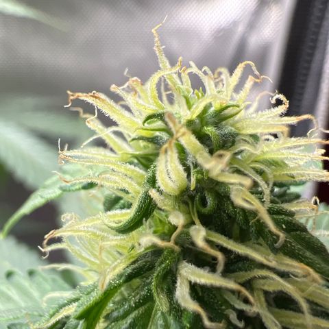 Do Si Dos Auto growlog timeline photo