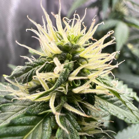 Do Si Dos Auto growlog timeline photo