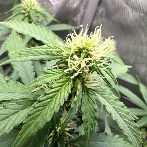Do Si Dos Auto growlog timeline photo