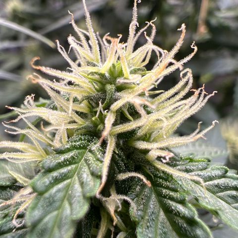Do Si Dos Auto growlog timeline photo