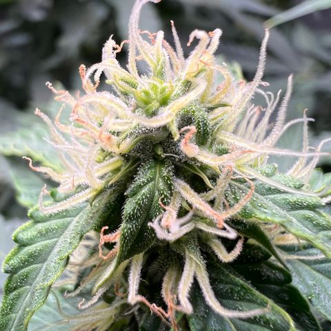 Do Si Dos Auto growlog timeline photo