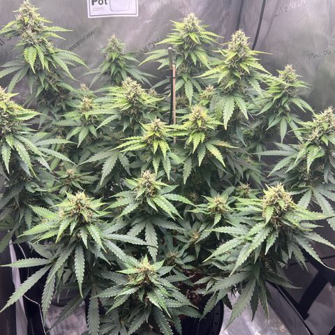Do Si Dos Auto growlog timeline photo