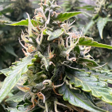 Do Si Dos Auto growlog timeline photo