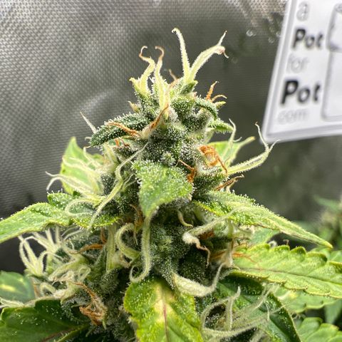 Do Si Dos Auto growlog timeline photo