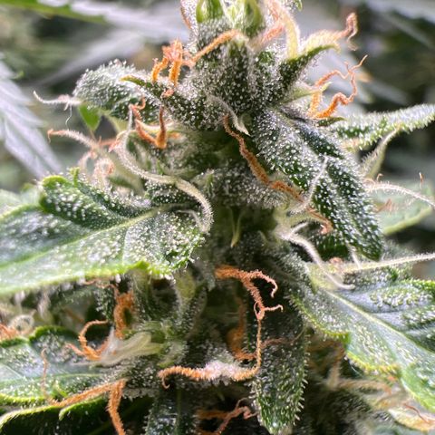 Do Si Dos Auto growlog timeline photo