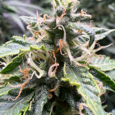 Do Si Dos Auto growlog timeline photo