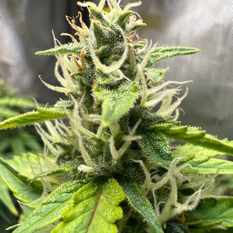 Do Si Dos Auto growlog timeline photo