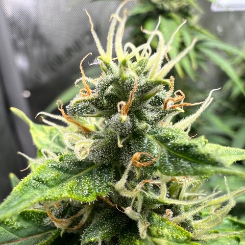 Do Si Dos Auto growlog timeline photo