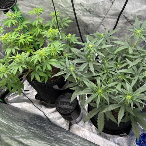 Hubbabubbahaze x Livers BX1 growlog photo: On the right
