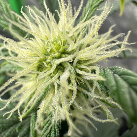 Hubbabubbahaze x Livers BX1 growlog timeline photo