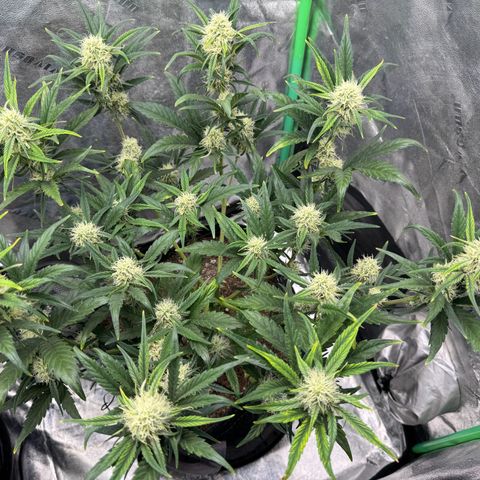 Hubbabubbahaze x Livers BX1 growlog timeline photo