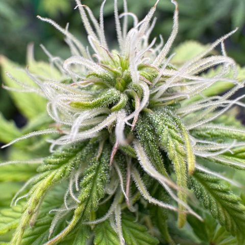 Hubbabubbahaze x Livers BX1 growlog timeline photo
